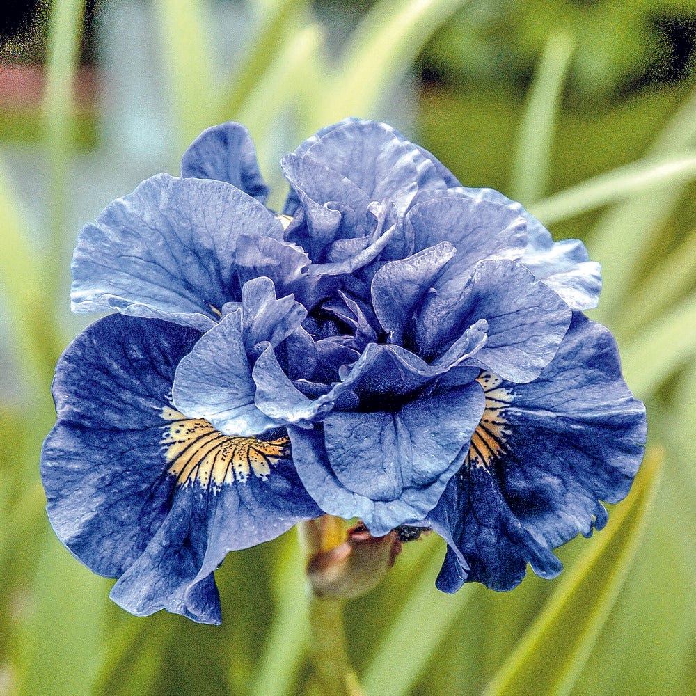 elegant violet-blue