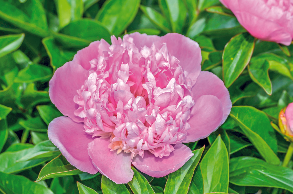 Paeonia lactiflora ‘Lady Anna’ | Lady Anna Peony – Maple Leaf Home Gardens