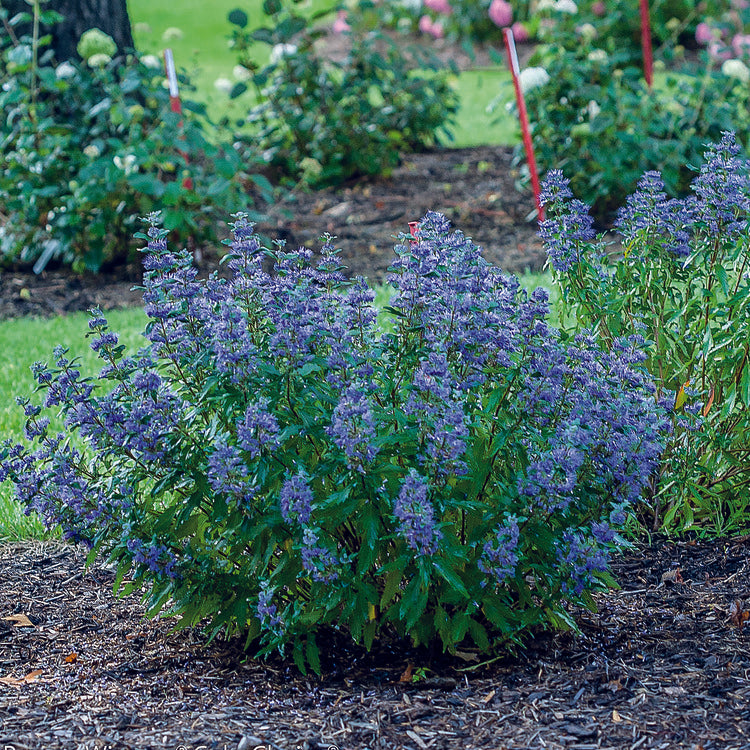 blue-purple flowers