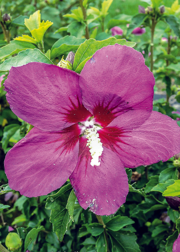 dwarf, purple flower