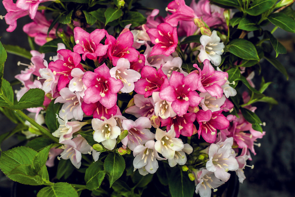 white/pink/red flwrs