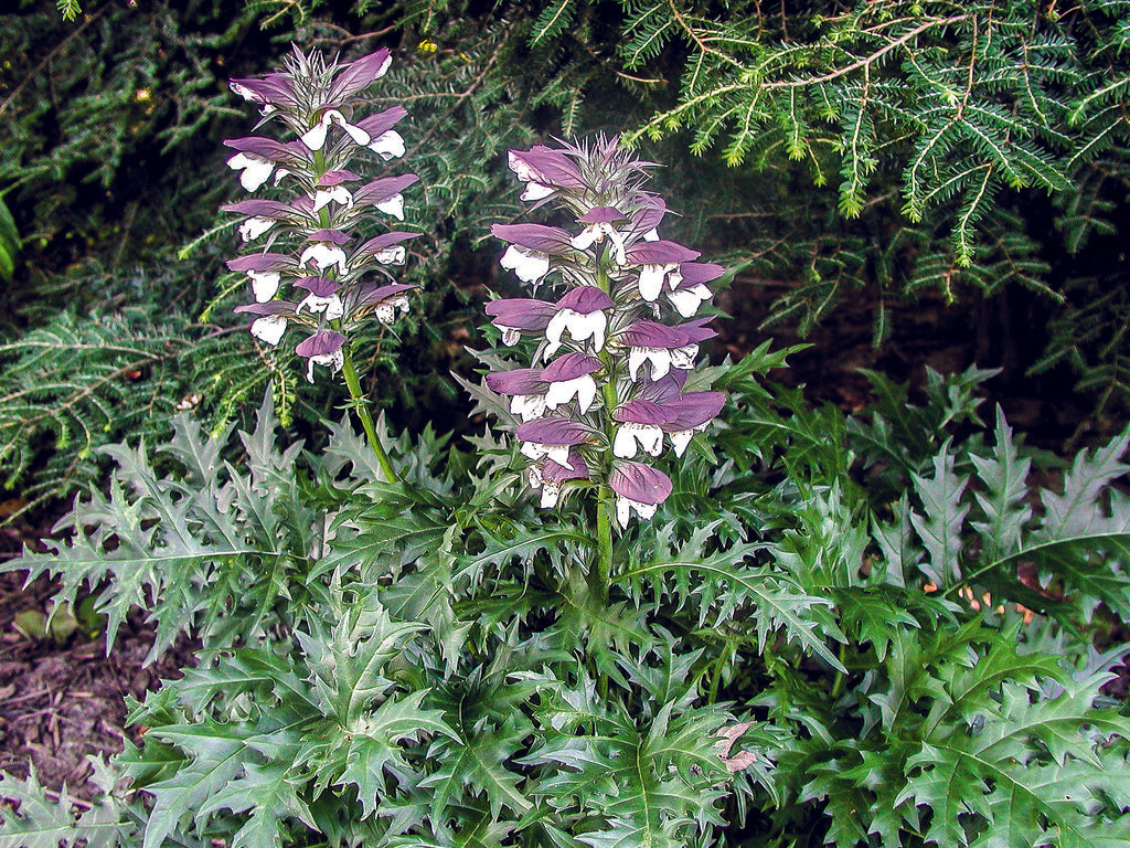 Acanthus spinosus | Spiny Bear's Breeches