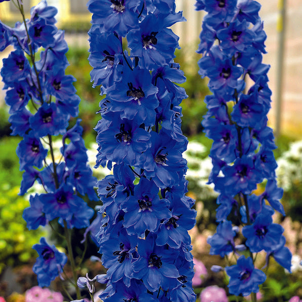 true blue flowers