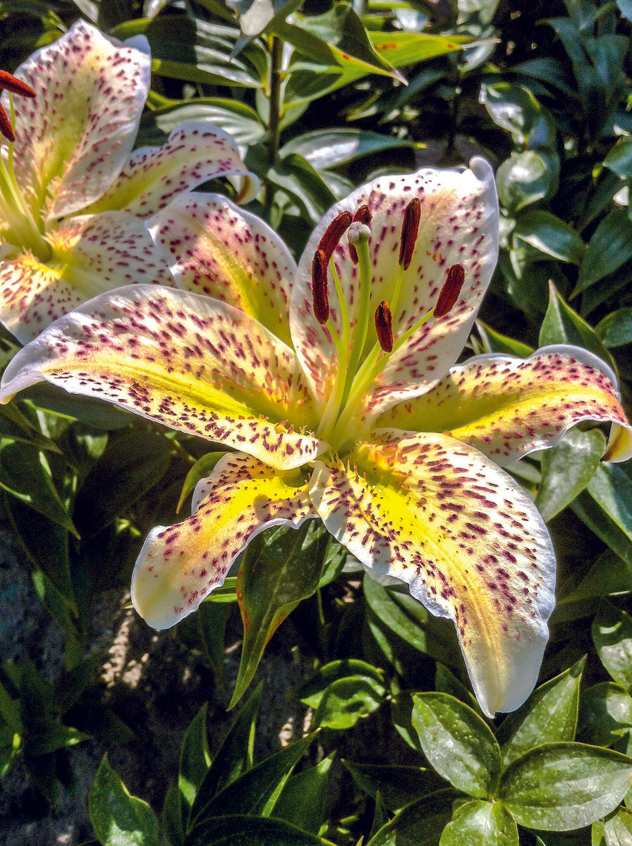 Lilium oriental 'Tigermoon' | Tigermoon Oriental Lily – Maple Leaf Home ...