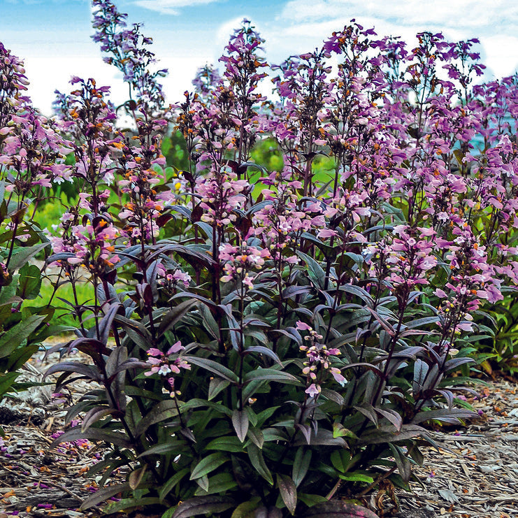 deep purple flowers