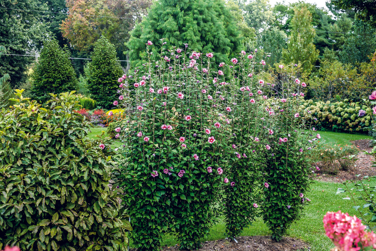 Hibiscus syriacus 'Gandini Santiago' PP 25,568, CPBRAF | Purple Pillar ...