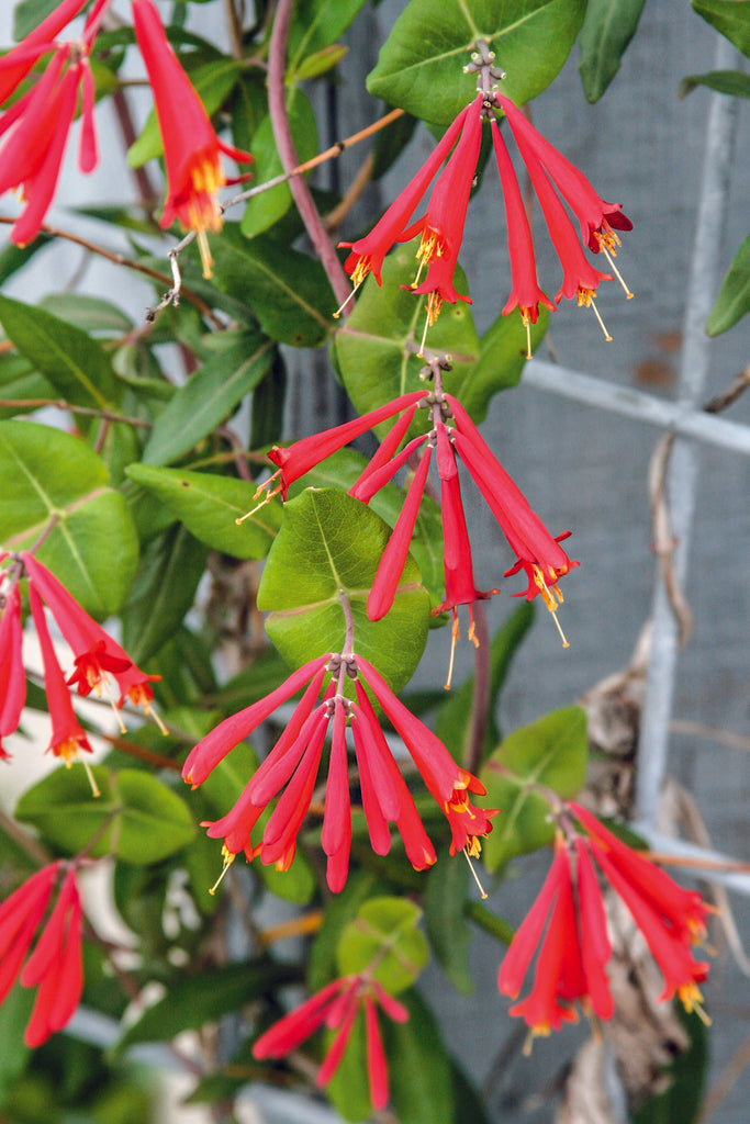 red trumpet blooms