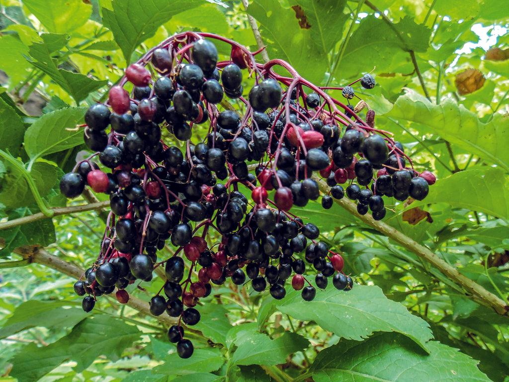 European Elderberry