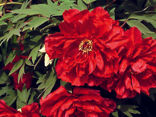 lipstick red flowers