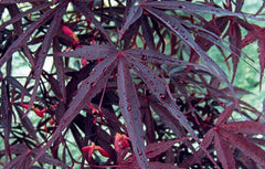 red-purple foliage