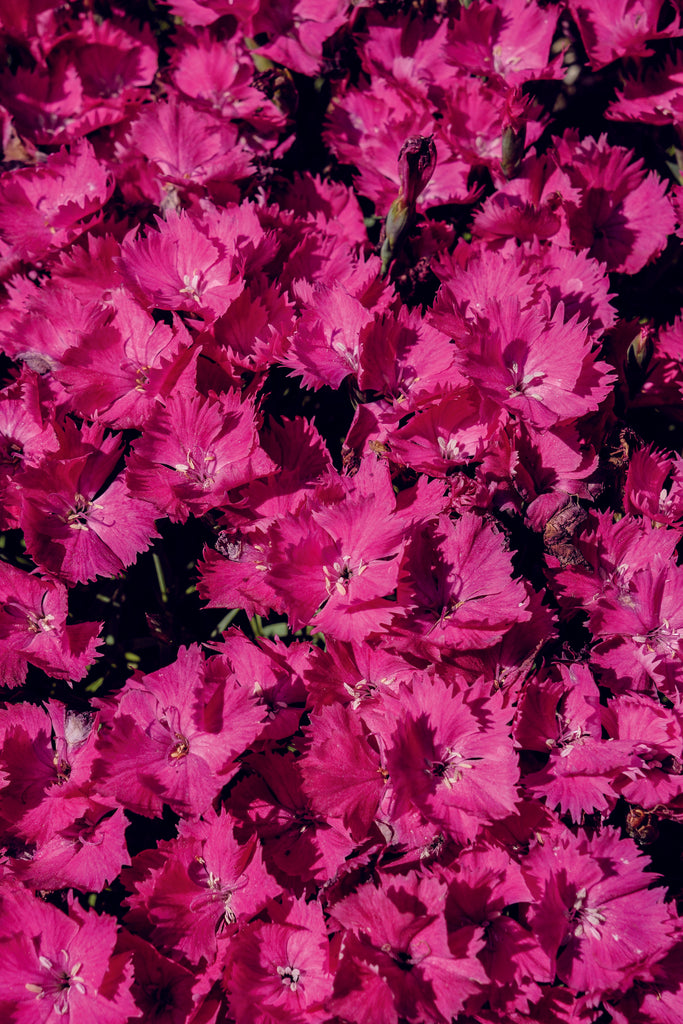 vivid pink, reblooms