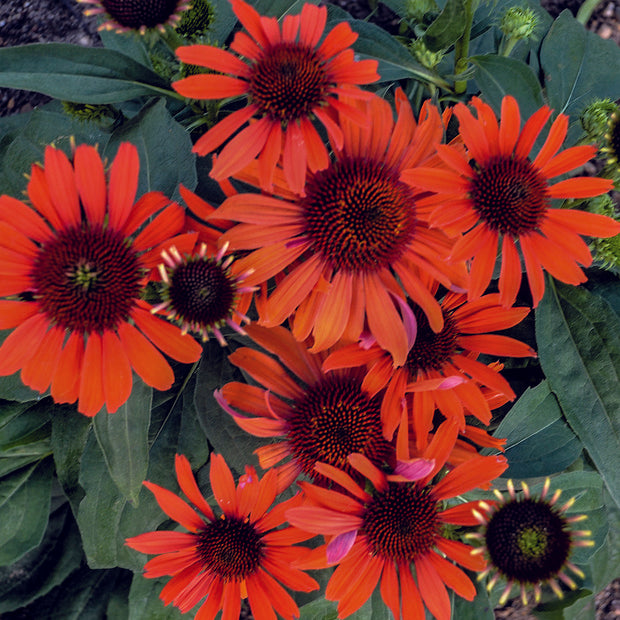 Echinacea 'Atomic Orange' | Atomic Orange Echinacea – Maple Leaf Home ...