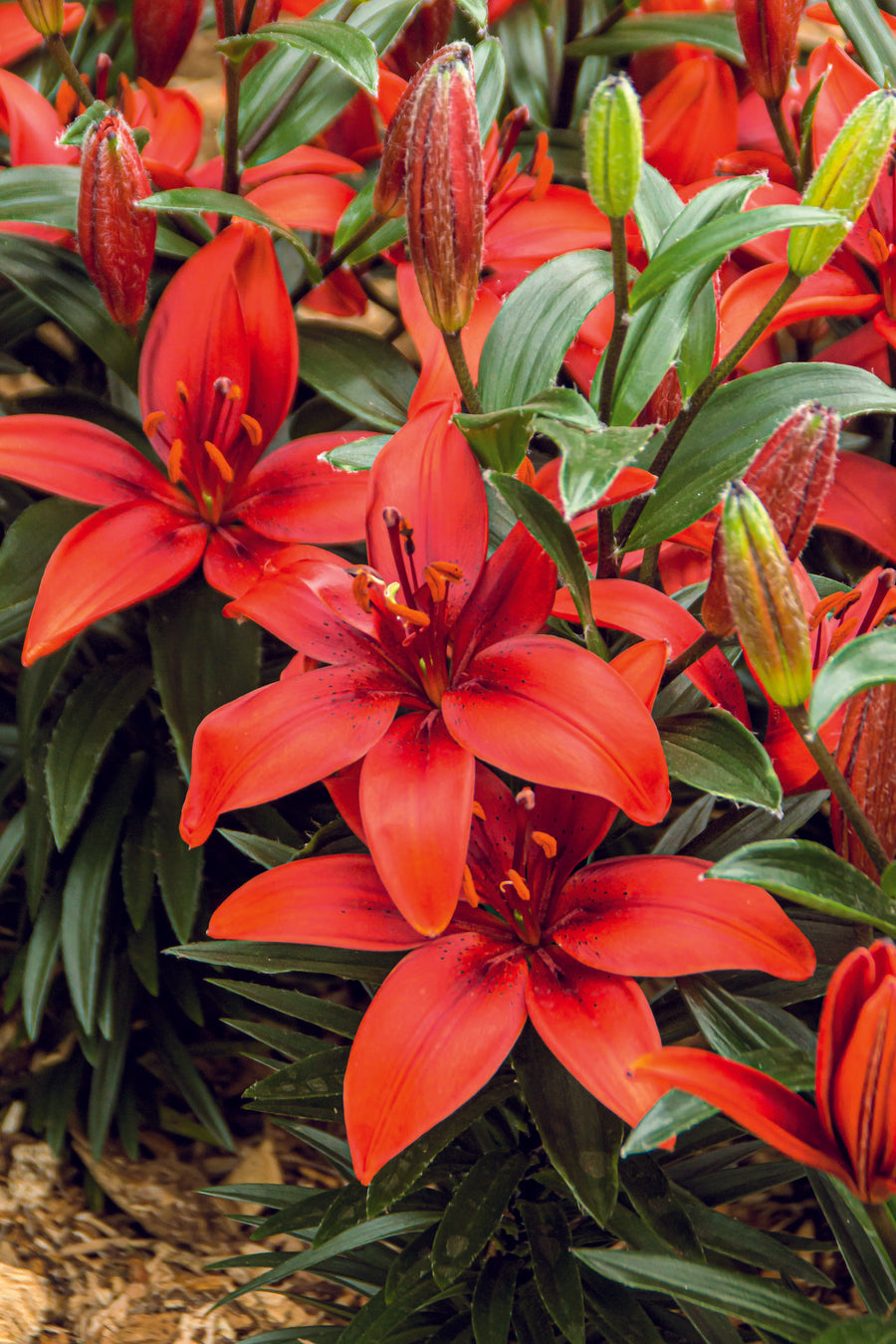 Lilium asiatic 'Cavoli' Cavoli Asiatic Lily Maple Leaf Home Gardens