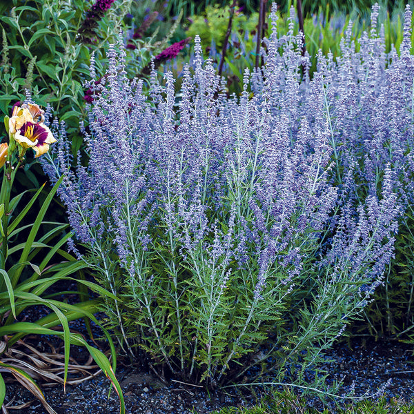 lavender blue flower