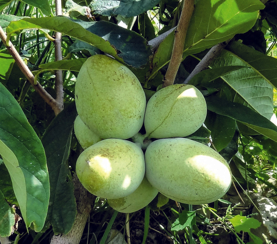 Asimina triloba 'Wabash' | Wabash® Pawpaw – Maple Leaf Home Gardens